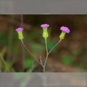 Lila bojtvirág - Cupido borotvaecsete - Emilia sonchifolia